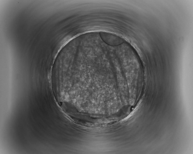 X0000095961529200802081307