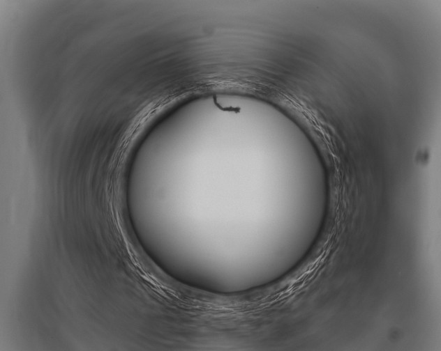 X0000096130241200801180835
