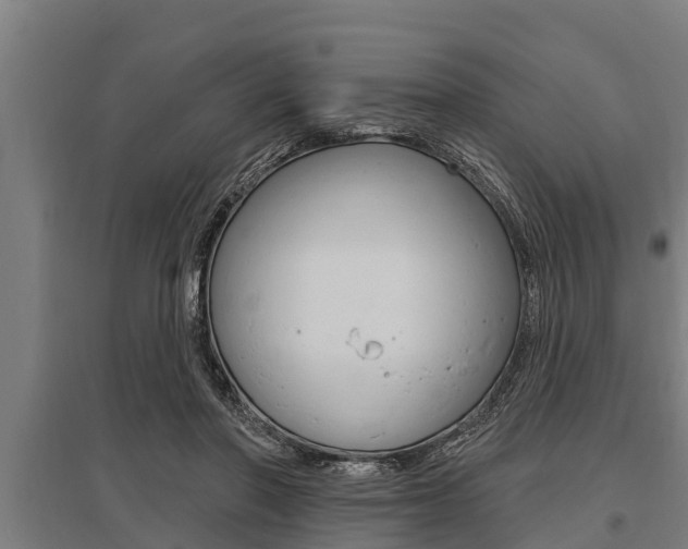 X0000096130406200801180834