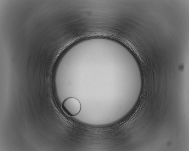 X0000096130444200801180833