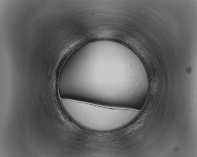 X0000096130446200801180833