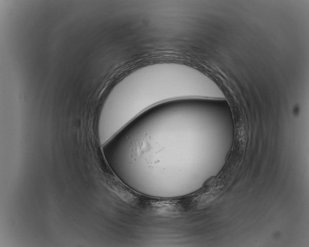 X0000096130516200801180832