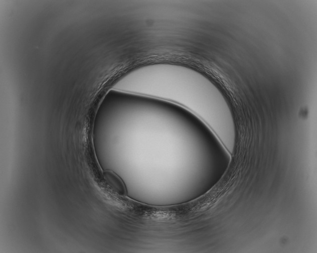 X0000096130546200801180831