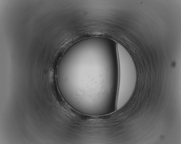 X0000096130556200801180832