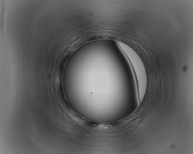 X0000096130566200801180832