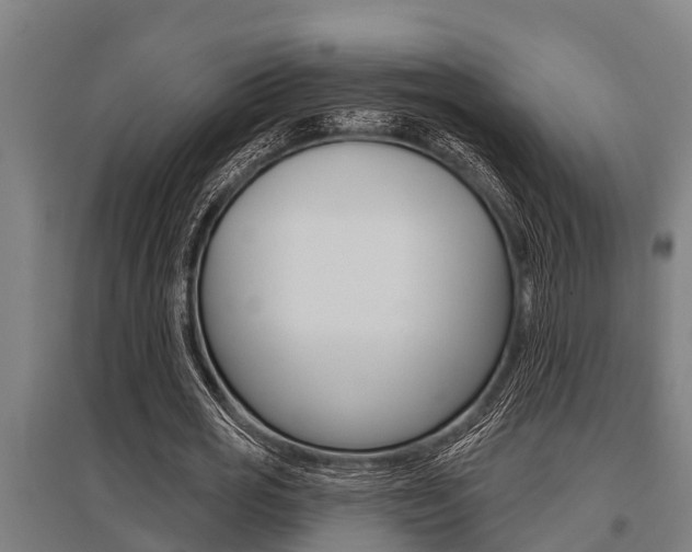 X0000096130725200801180828