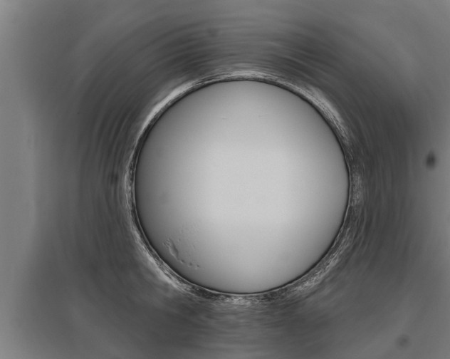 X0000096130806200801180828