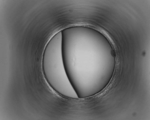 X0000096130810200801180828