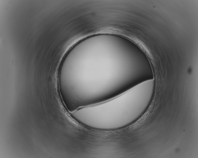 X0000096130854200801180828