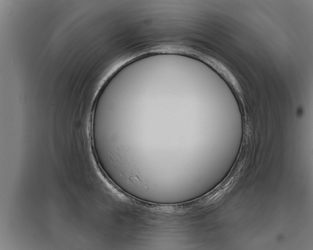 X0000096130855200801180828