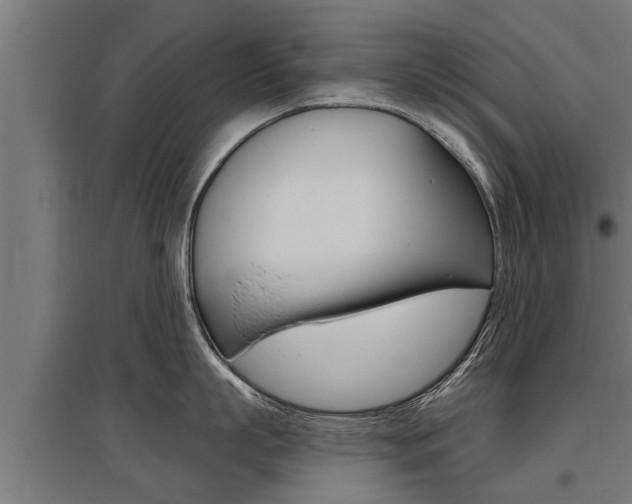 X0000096130863200801180828