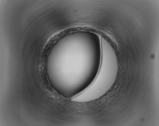 X0000096130920200801180826