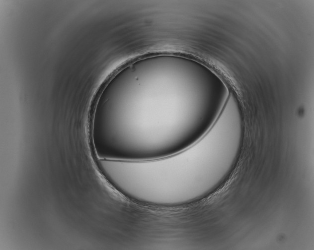 X0000096130942200801180826