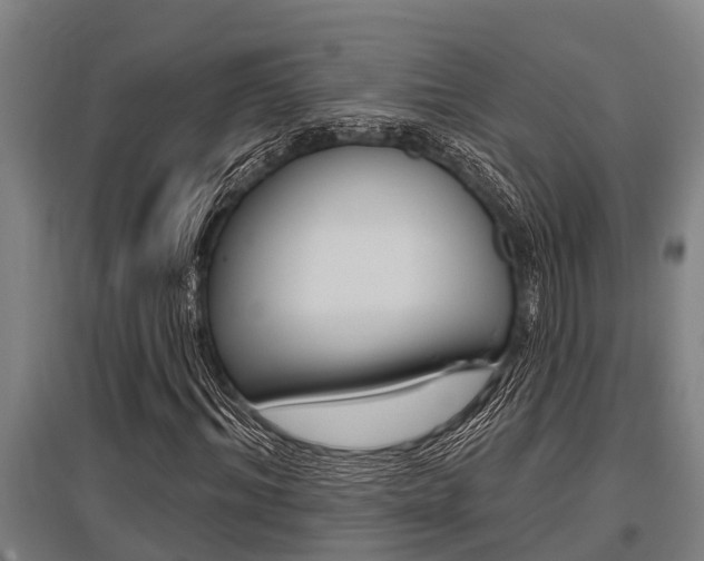 X0000096130964200801180826