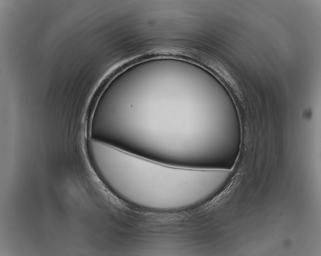 X0000096130984200801180825