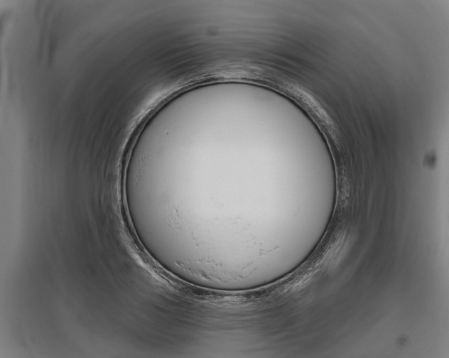 X0000096130986200801180825