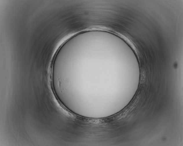 X0000096131003200801180825