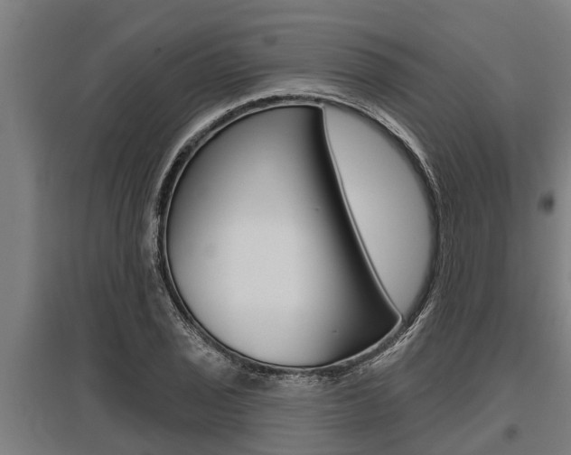 X0000096131029200801180825