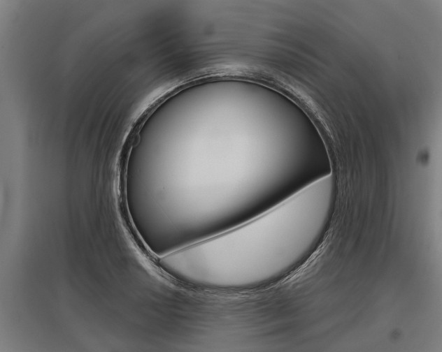X0000096131034200801180825