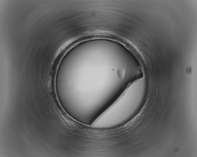 X0000096131066200801180824