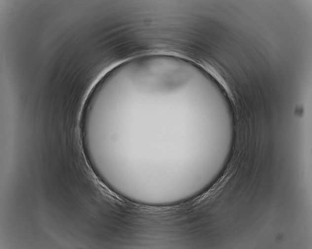 X0000096131068200801180824