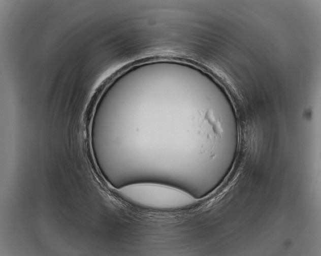 X0000096131070200801180824