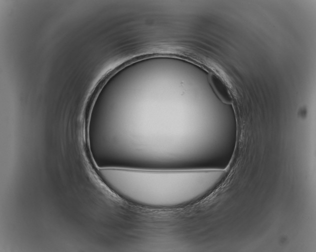 X0000096131080200801180824