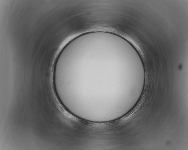 X0000096131094200801180824