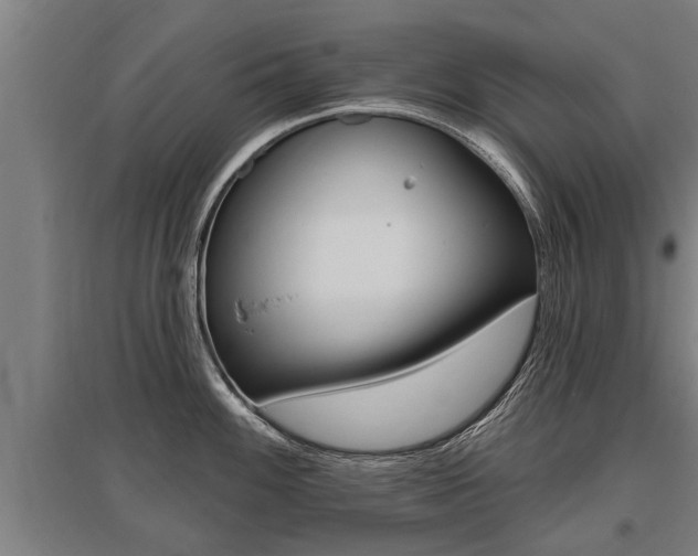 X0000096131100200801180824