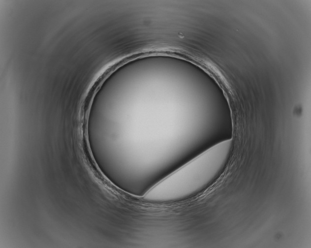 X0000096131124200801180823