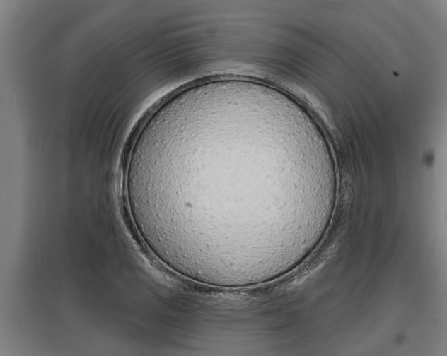 X0000096131125200801180823