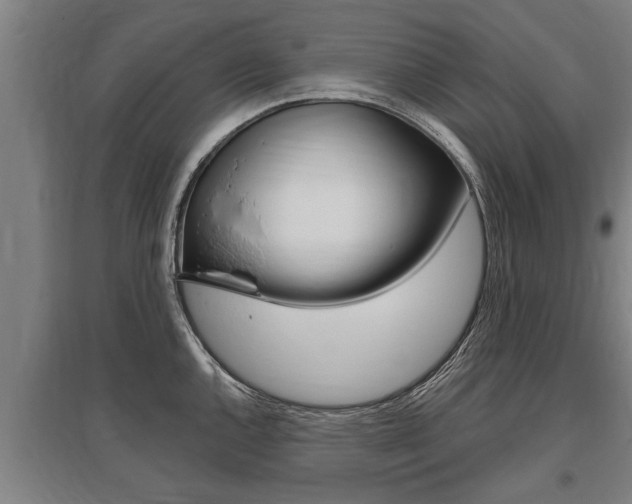 X0000096131144200801180823