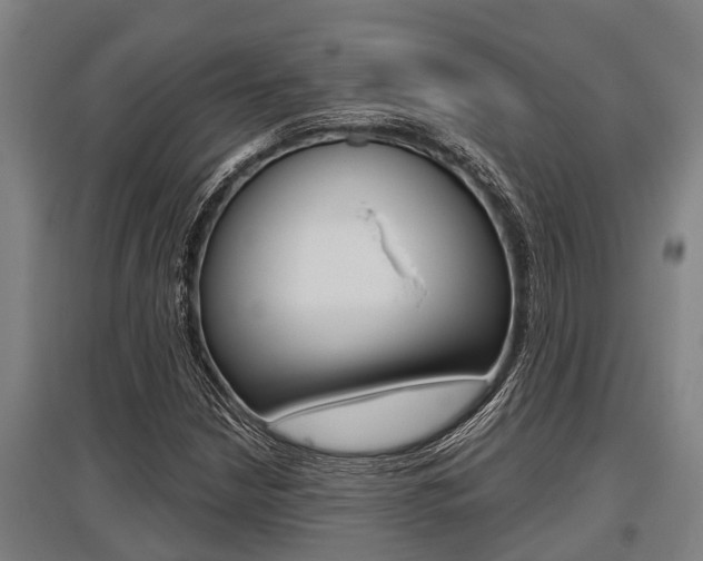 X0000096131210200801180821