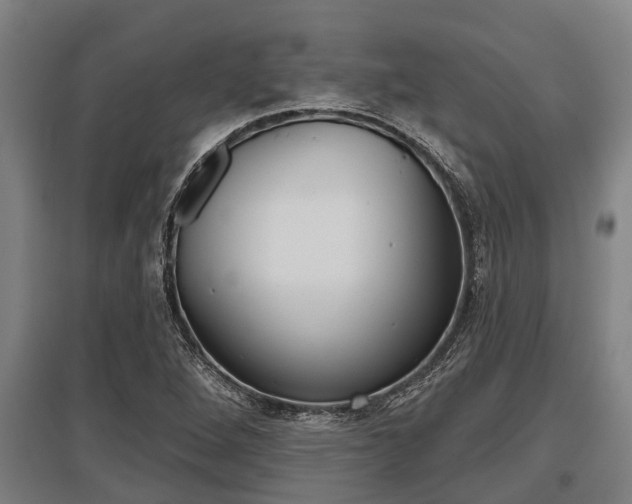 X0000096131264200801180821