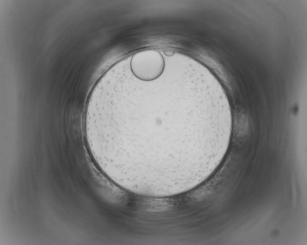 X0000096131338200801180821