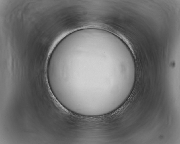 X0000096131480200801180818