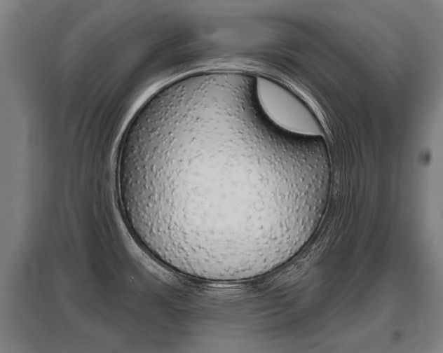 X0000096131483200801180818