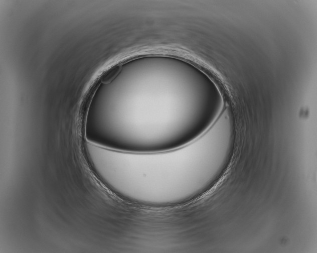 X0000096131506200801180817