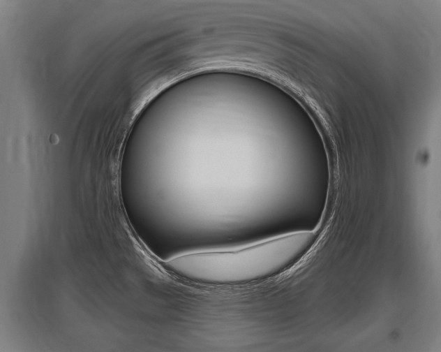 X0000096131529200801180818