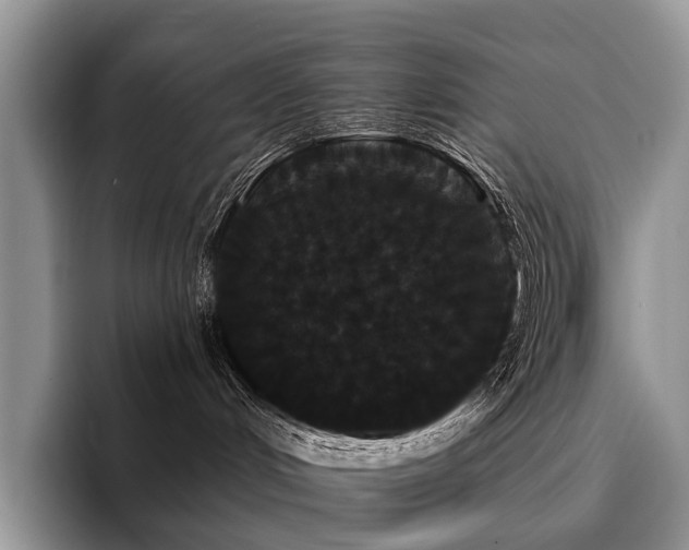 X0000096130048200801181121