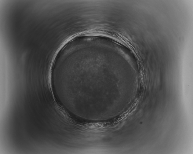 X0000096130100200801181121