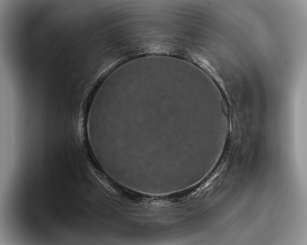 X0000096130249200801181118
