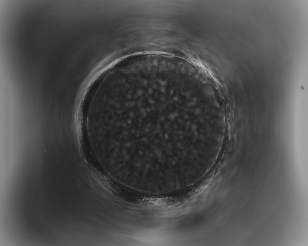 X0000096130295200801181118