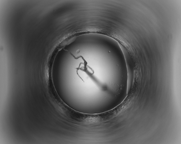 X0000096130350200801181117