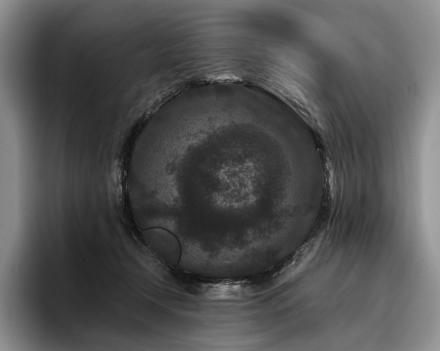 X0000096130366200801181117
