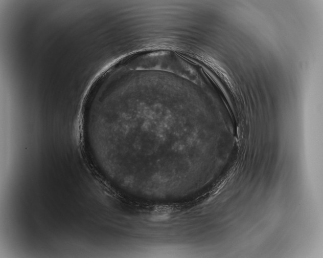 X0000096130388200801181117