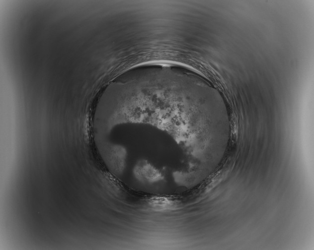 X0000096130519200801181115