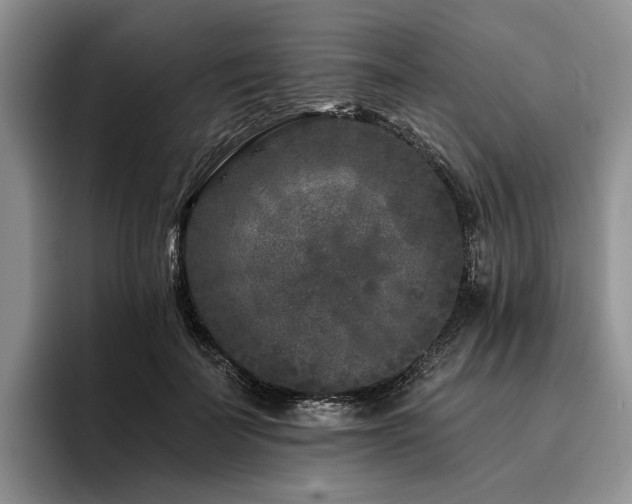 X0000096130699200801181113