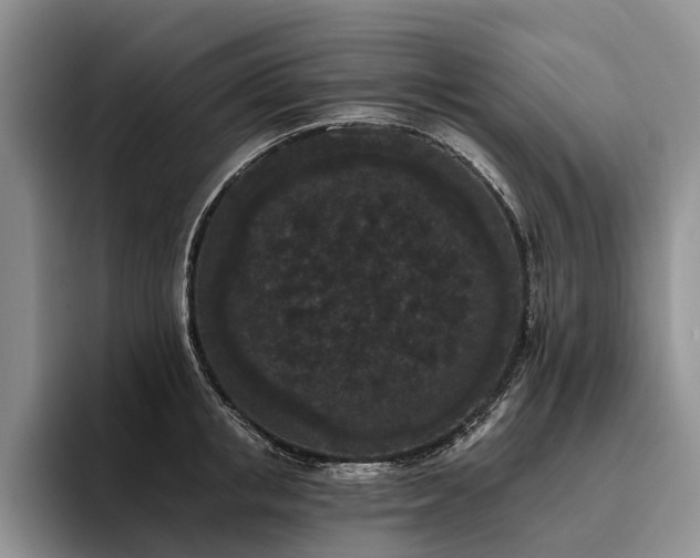 X0000096130853200801181111
