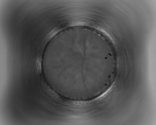 X0000096130921200801181109
